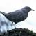 American Dipper